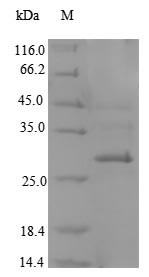 Greater than 90% as determined by SDS-PAGE.