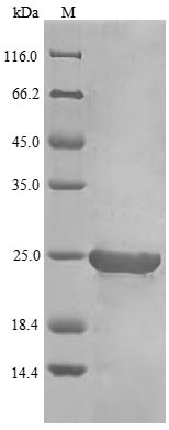 Greater than 85% as determined by SDS-PAGE.