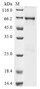 Greater than 85% as determined by SDS-PAGE.