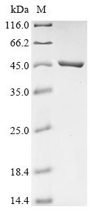 Greater than 90% as determined by SDS-PAGE.