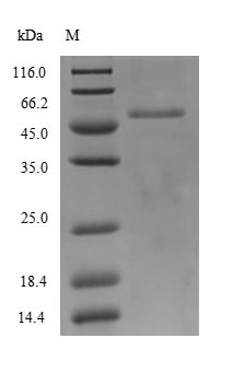 Greater than 90% as determined by SDS-PAGE.