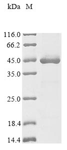 Greater than 85% as determined by SDS-PAGE.