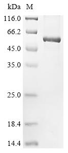 Greater than 90% as determined by SDS-PAGE.