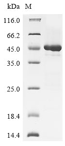 Greater than 85% as determined by SDS-PAGE.