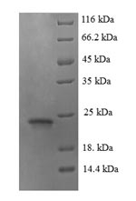 Greater than 90% as determined by SDS-PAGE.