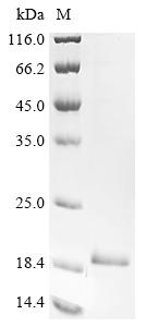 Greater than 90% as determined by SDS-PAGE.