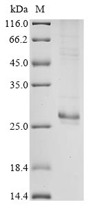 Greater than 85% as determined by SDS-PAGE.