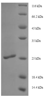 Greater than 90% as determined by SDS-PAGE.