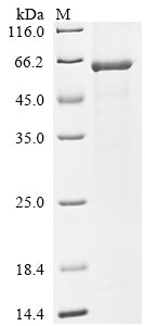 Greater than 85% as determined by SDS-PAGE.