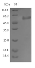 Greater than 90% as determined by SDS-PAGE.