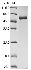 Greater than 85% as determined by SDS-PAGE.