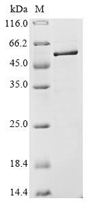 Greater than 85% as determined by SDS-PAGE.