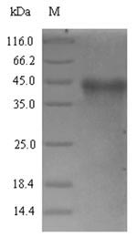 Greater than 90% as determined by SDS-PAGE.