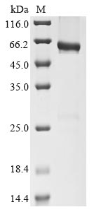 Greater than 85% as determined by SDS-PAGE.