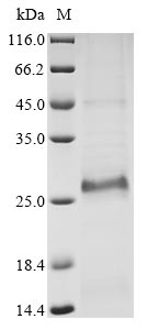 Greater than 85% as determined by SDS-PAGE.