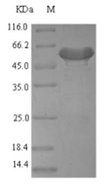 Greater than 90% as determined by SDS-PAGE.