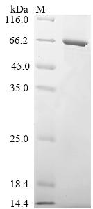 Greater than 85% as determined by SDS-PAGE.