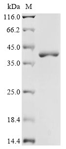 Greater than 90% as determined by SDS-PAGE.