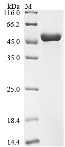 Greater than 90% as determined by SDS-PAGE.