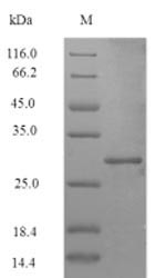 Greater than 90% as determined by SDS-PAGE.