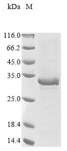 Greater than 85% as determined by SDS-PAGE.