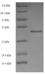 Greater than 90% as determined by SDS-PAGE.