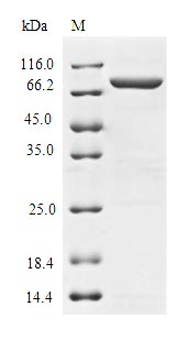 Greater than 85% as determined by SDS-PAGE.