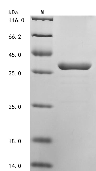 Greater than 90% as determined by SDS-PAGE.