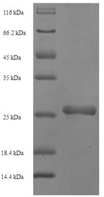 Greater than 90% as determined by SDS-PAGE.