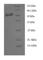 Greater than 90% as determined by SDS-PAGE.