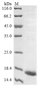 Greater than 90% as determined by SDS-PAGE.