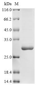 Greater than 85% as determined by SDS-PAGE.