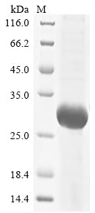 Greater than 85% as determined by SDS-PAGE.