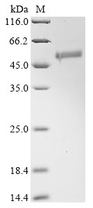 Greater than 90% as determined by SDS-PAGE.