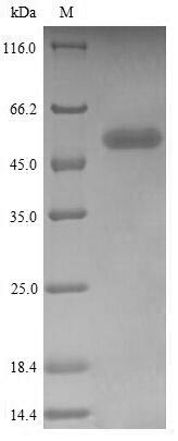 Greater than 85% as determined by SDS-PAGE.