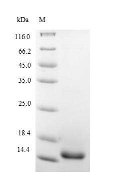 Greater than 90% as determined by SDS-PAGE.