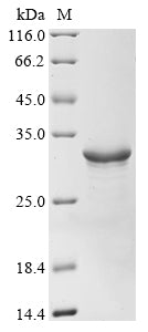 Greater than 90% as determined by SDS-PAGE.