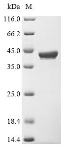 Greater than 90% as determined by SDS-PAGE.