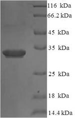 Greater than 90% as determined by SDS-PAGE.