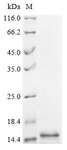 Greater than 90% as determined by SDS-PAGE.