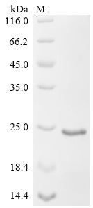 Greater than 90% as determined by SDS-PAGE.