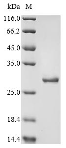 Greater than 90% as determined by SDS-PAGE.