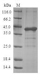 Greater than 90% as determined by SDS-PAGE.