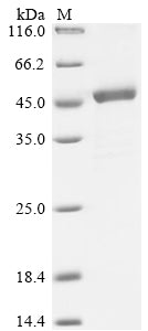 Greater than 85% as determined by SDS-PAGE.