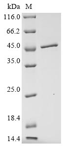 Greater than 85% as determined by SDS-PAGE.