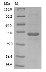 Greater than 85% as determined by SDS-PAGE.