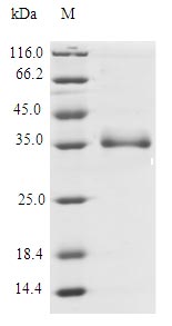 Greater than 90% as determined by SDS-PAGE.