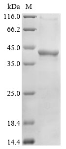 Greater than 85% as determined by SDS-PAGE.