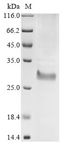 Greater than 85% as determined by SDS-PAGE.