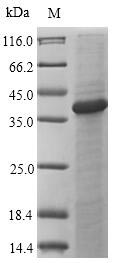 Greater than 90% as determined by SDS-PAGE.